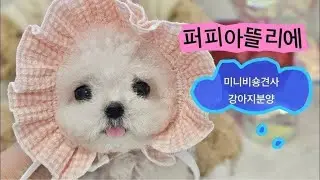 강아지분양 💝테디비숑 성장스토리 애견묭사 엄마가 케어중  #강아지분양 #강아지입양 #강아지 #토이푸들분양 #미니비숑분양 #테디비숑분양 #라이브 #강아지분양라이브