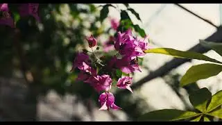 川崎市緑化センター  2026/01/12 LUMIX S1RII x BRAW Cinematic 8K動画