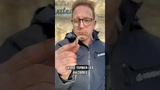 Mais saviez-vous que vous pouvez cultiver le curcuma en pot ? 🧑🏻&zwj;🌾🪴