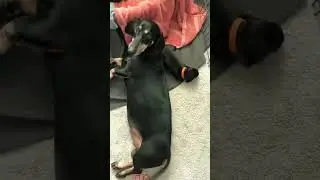 8/11/25- 19 days old. Dachshund babies learning to walk. Sadly Orange collar girl passed away