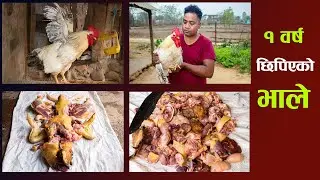 १ बर्सको छिपिएको भाले काटेको ।1 barsa ko chhipiyeko bhale  kateko | chicken cutting | ramesh deupate