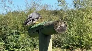 Die Attraktionen im Wild- und Freizeitpark 2025