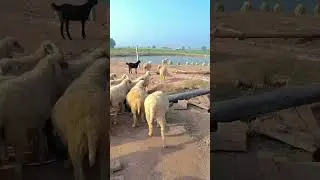 Mini vlog...#varilshot #minivlog 