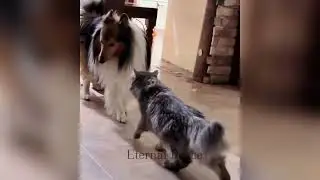  Mother cat  protect her child 😤Best cat  video that deserve 100 million of views 😼#  catlover #