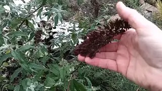 How To Harvest Butterfly Bush | Buddleia Seeds | Cauley's Garden