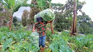 This farmer is having fun harvesting cauliflower | rural life indonesia