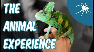 THE ANIMAL EXPERIENCE, STRETHAM - A REVIEW