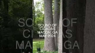 The Sound of Cicadas in Georgia #cicada #cicadas