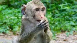 MONKEY POPOY WNAT TO SAY THANKS TO MONKEY HOMELESS FOR LOTUS FRUIT