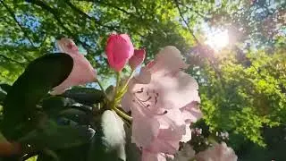 Setagaya Park