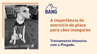 Cães Inseguros | A Importância do Exercício do Place - Treinamento Pingado