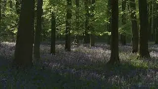 4K HDR Bluebell Woods   English Forest   Birds Singing   No Loop   Relaxing Nature Video & Sounds