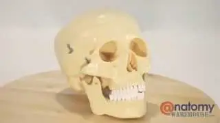 Budget Life-Size Skull Anatomy Model by AnatomyWarehouse.com