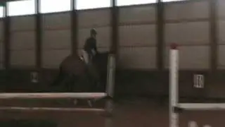 VIVALDI - 8 y/o dutch x 16.3 hh horse for sale