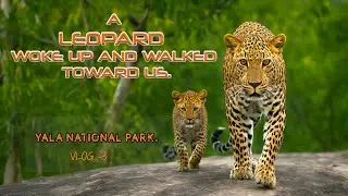 Yala National Park Safari  | 3-Day Wildlife Adventure with Leopards, Elephants & Rare Sightings