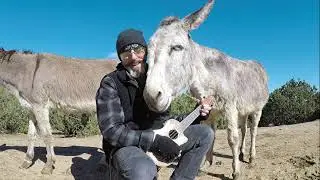 Hazel the Donkey Wants more Beatles. One of her Favorite Songs
