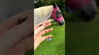 Cet insecte rend la vie impossible aux chevaux 😲