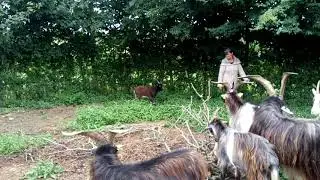 Ch&egrave;vres des foss&eacute;s
