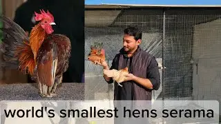 World's smallest hens now in Pakistan || Serama hens complete information, Petsvlog Petswithaliraza
