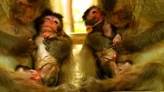 Adorable Wildlife Newborn Baby Monkey With Mommy's Good Care