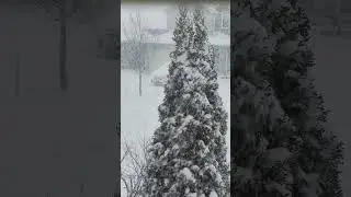 Beautiful Snowy day #snow #canada #beautiful #shorts #ontario #snowfall #winter #amazing #north #ok