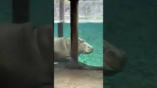 Hungry Hungry Hippos!!