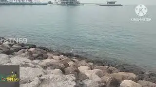 namma uru koukku eppadi inga @barpon-TN69  @animal #kuwait #karungadal #tamilvlogs