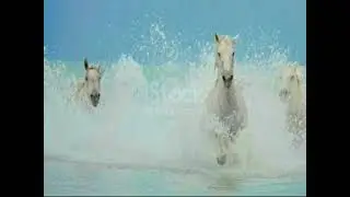 FREE BLUE - ( Every Breath You Take / Edited with Horses )