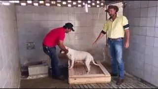 Como fazer berço para filhotes