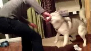 Jake vs Husky