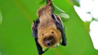 Bats: Nocturnal Wonders