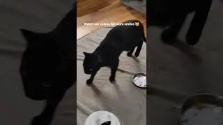 More black cat games in action #asmr #cats #catrace #catchase #catgames #blackcat #funnycats #catfun