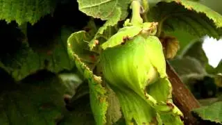 Panasonic HVX 200 Р2 HD test