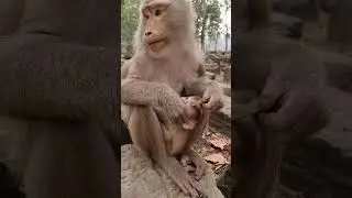 Daily update cute baby monkey and good mom #shorts