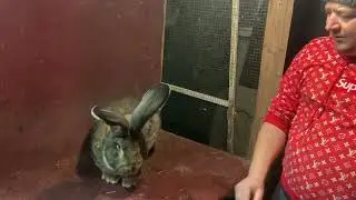 Vizita rapida la C&acirc;rstea Ionut  ( Prahova) Urias German Gri si Alb