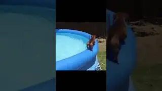 Dachshund Acrobat: Spectacular Leap Over the Pool! 🐶🤣🤣 #shorts  #dog #funnyanimal #funnydogs #memes