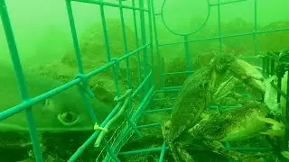 As the Crab Pot Turns EP 6: Dabob Bay (Hood Canal)