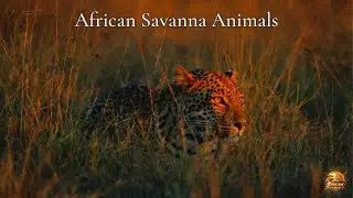 A Deep Look Into the African Savanna and Its Complex Wildlife System
