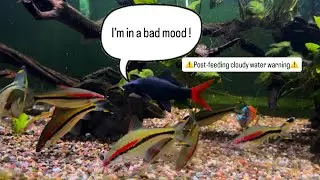 Angry RedTail Shark Chasing Siamese Algae Eaters & Bala Sharks
