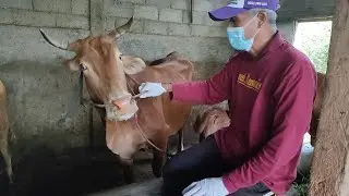 Penanganan Penyakit Mulut dan Kuku