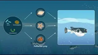 Research introduction 5_How different pufferfish selectively take up different toxins (Dr. Arakawa )