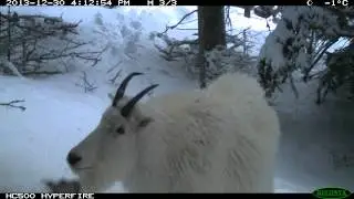 Photographing Mountain Goats with a Trail Camera