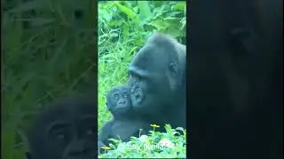 Naughty Gorilla Baby   Gorilla #vlog #gorilla #crazygorilla