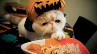 Pumpkin Vampire Kitty