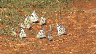 Pioneer Butterflies mudpuddling