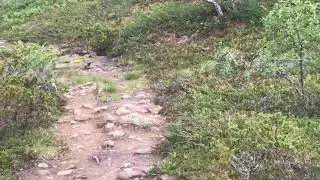 Riekko ja riekon &auml;&auml;ni