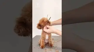 諏訪市トリミング　いぬいと　はるちゃん