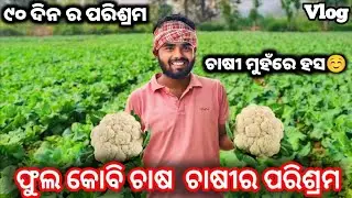 ଫୁଲ କୋବି ଚାଷ କେମିତି କରାଯାଏ ? // Phula kobi chasa //  new sambalpuri vlog #age25vlogs #farming