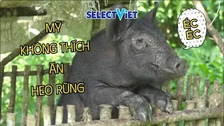 Tại sao người mỹ không thích ăn thịt heo rừng dù được phép săn tự do | SelectViet