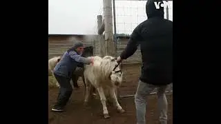 Ukraine starts evacuating farm animals from Kyiv